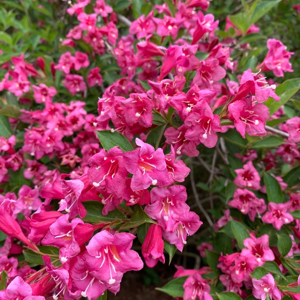 ISO Calynda Pink Strawberry cow squishmallow